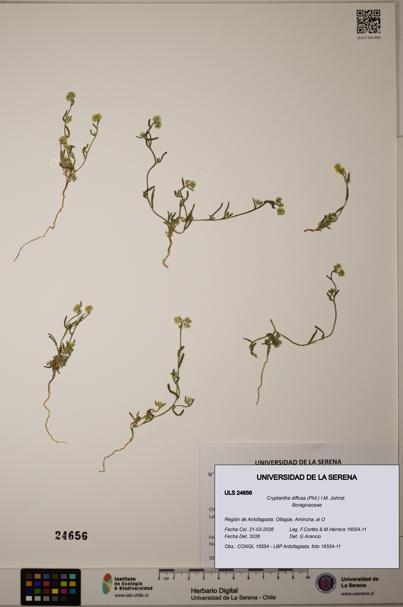 Cryptantha diffusa [Espécimen: ]