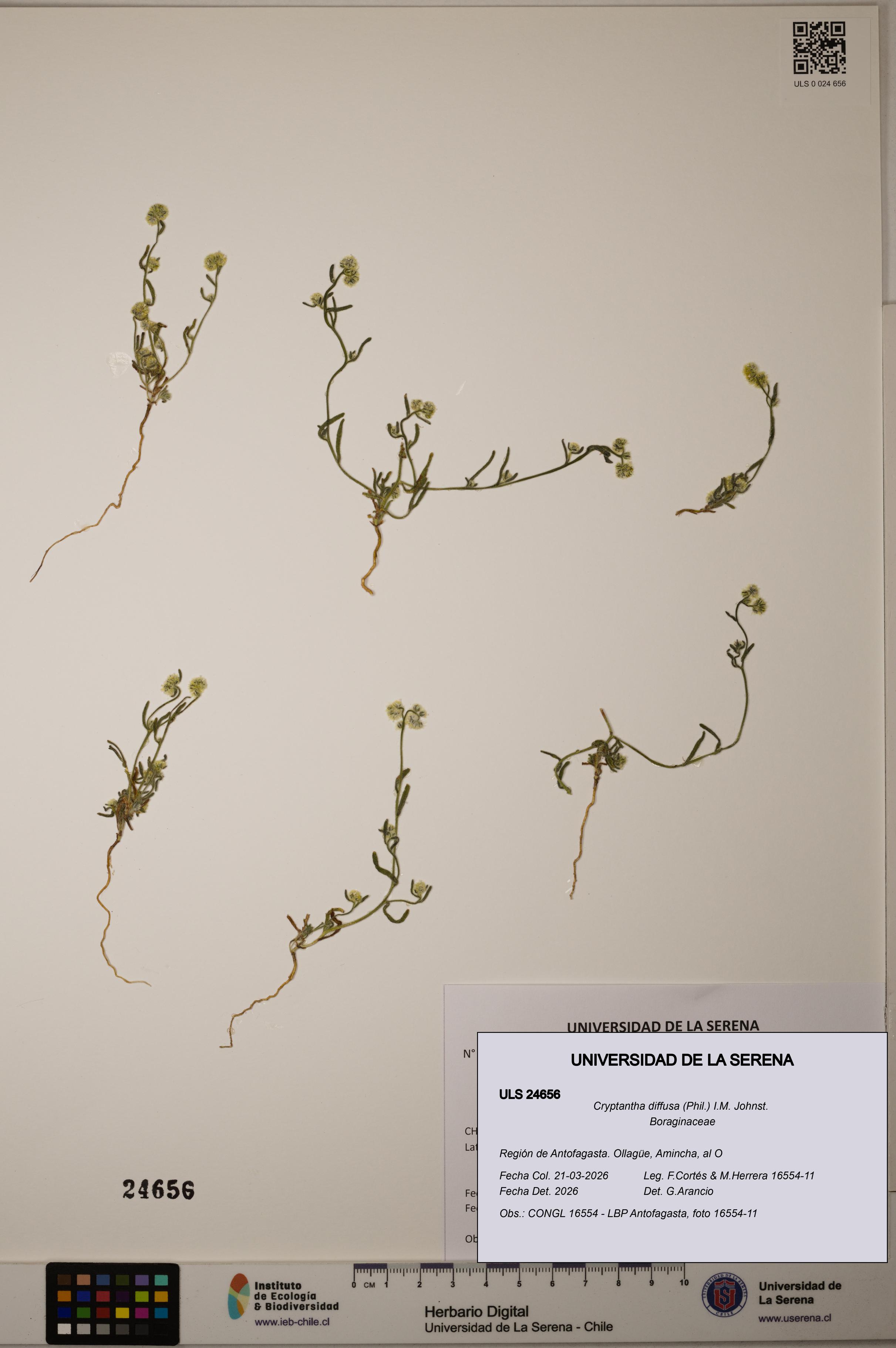 Cryptantha diffusa [Espécimen: ]