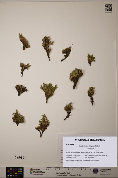 Junellia minima [Espécimen: ]