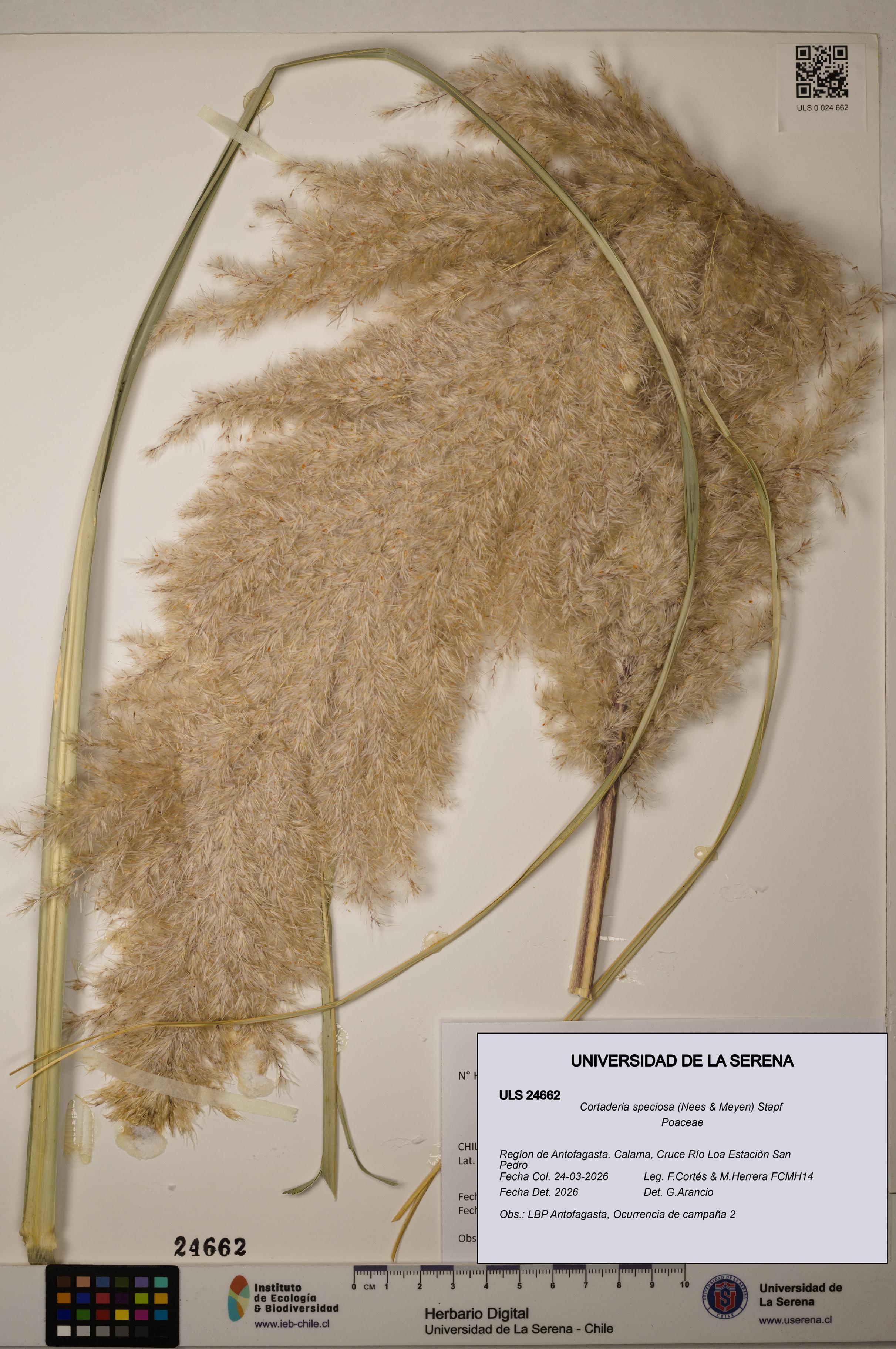 Cortaderia speciosa [Espécimen: ]