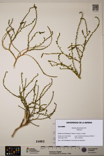 Adesmia atacamensis [Espécimen: ]