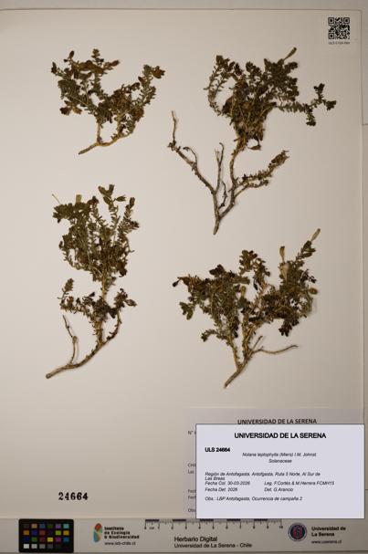 Nolana leptophylla [Espécimen: ]