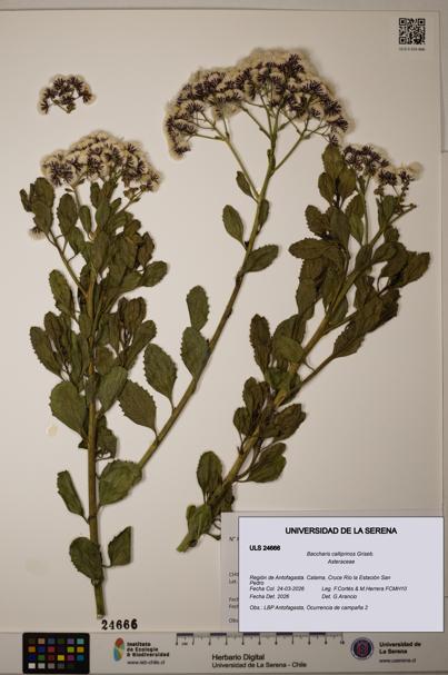 Baccharis calliprinos [Espécimen: ]