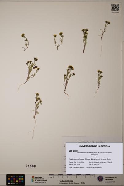 Picradeniopsis multiflora [Espécimen: ]