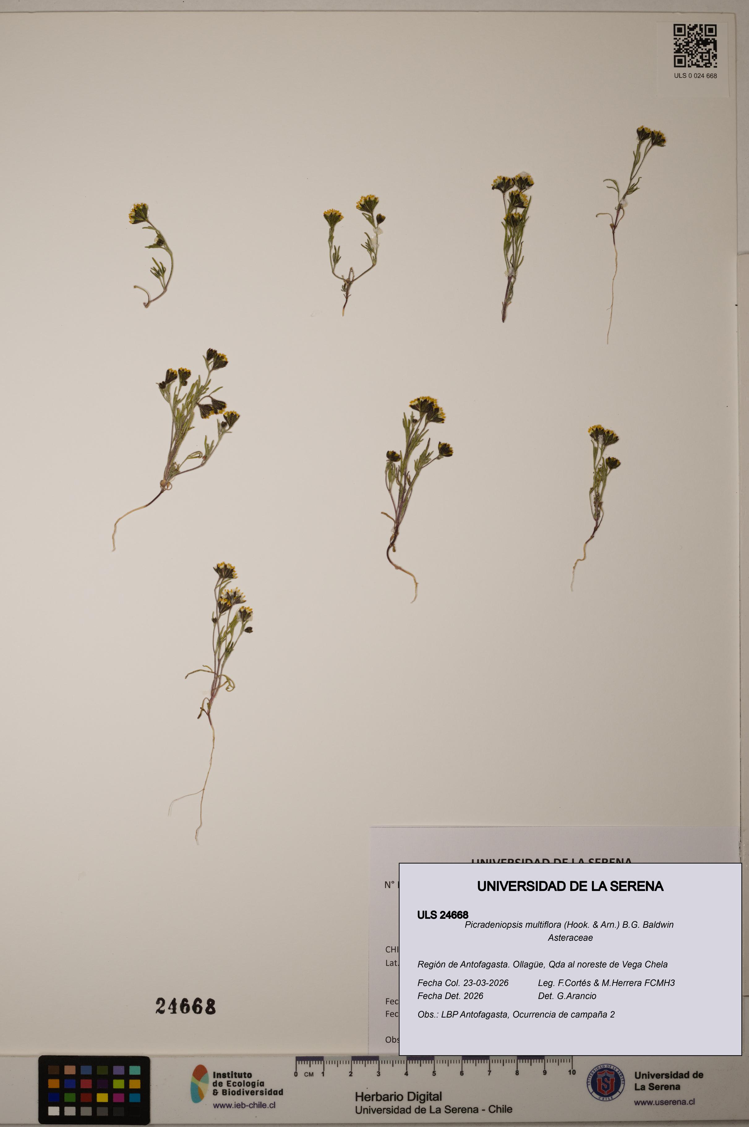 Picradeniopsis multiflora [Espécimen: ]