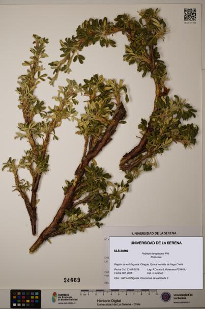 Polylepis tarapacana [Espécimen: ]