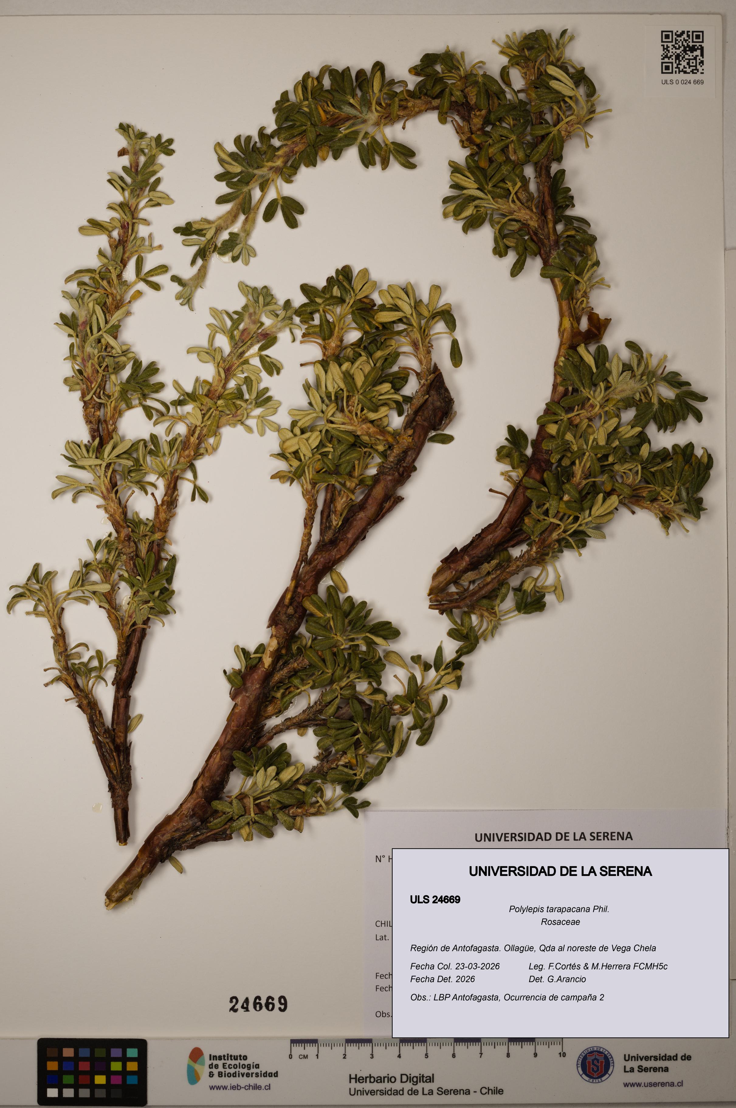 Polylepis tarapacana [Espécimen: ]
