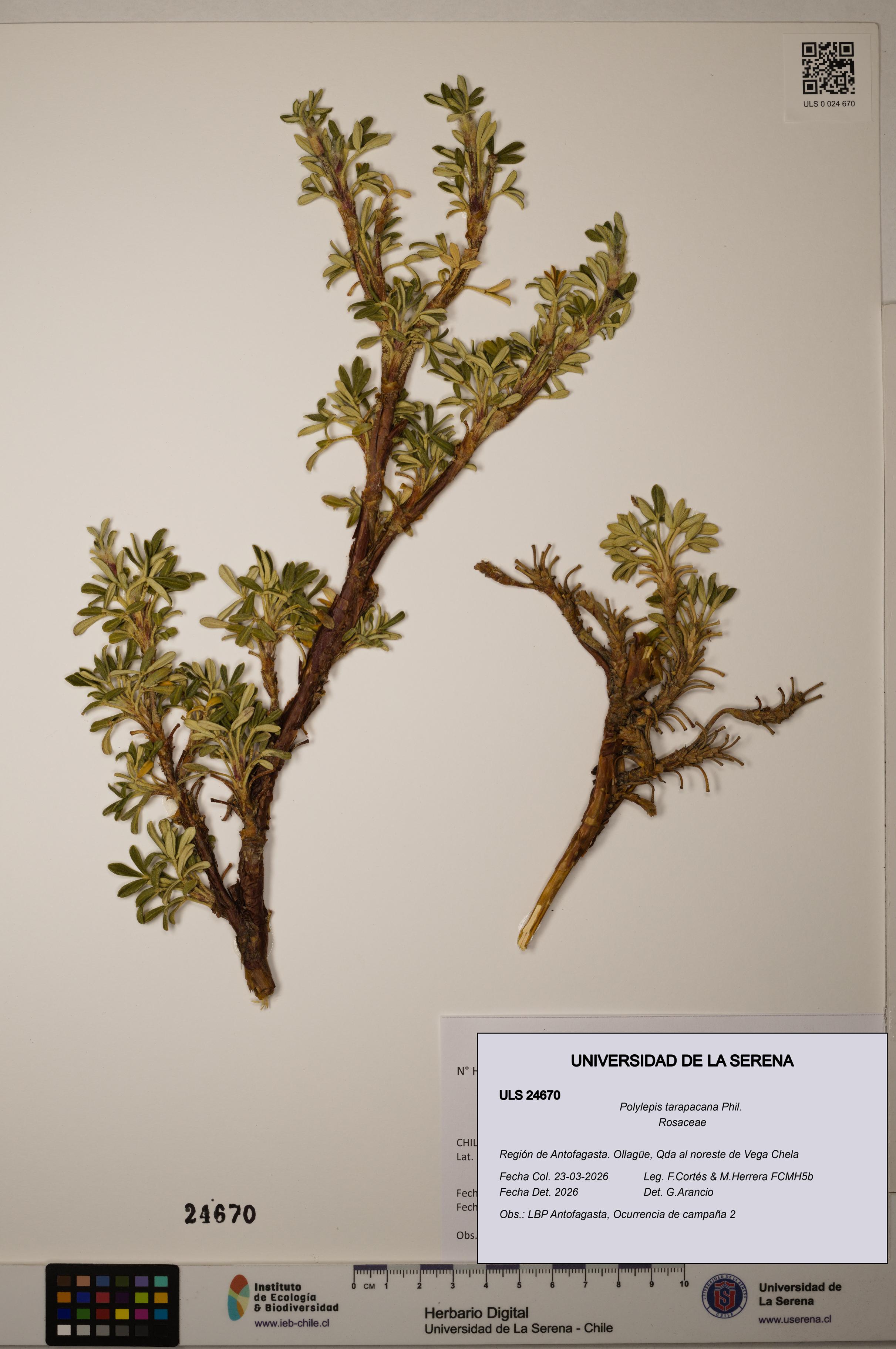 Polylepis tarapacana [Espécimen: ]