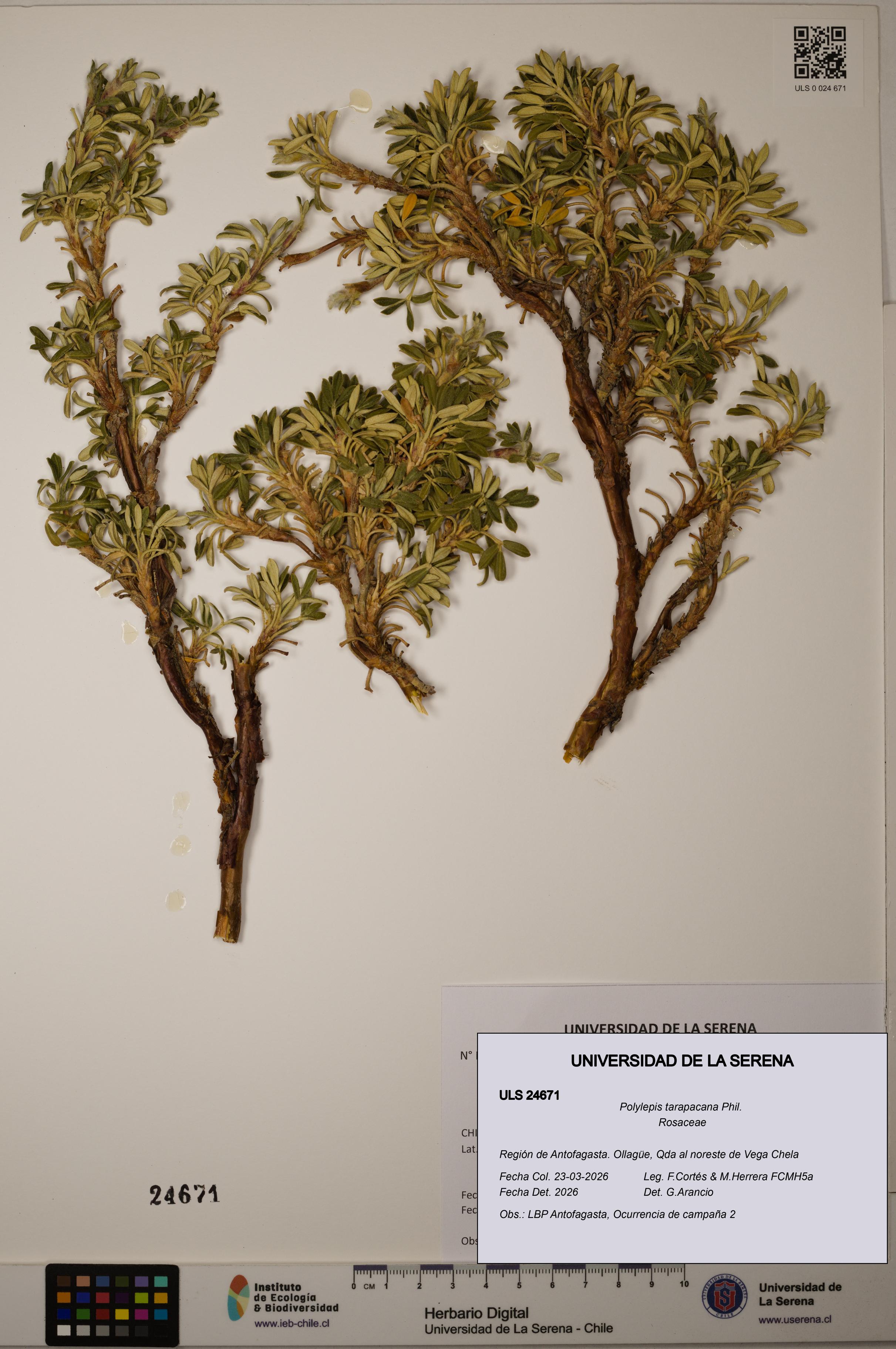 Polylepis tarapacana [Espécimen: ]