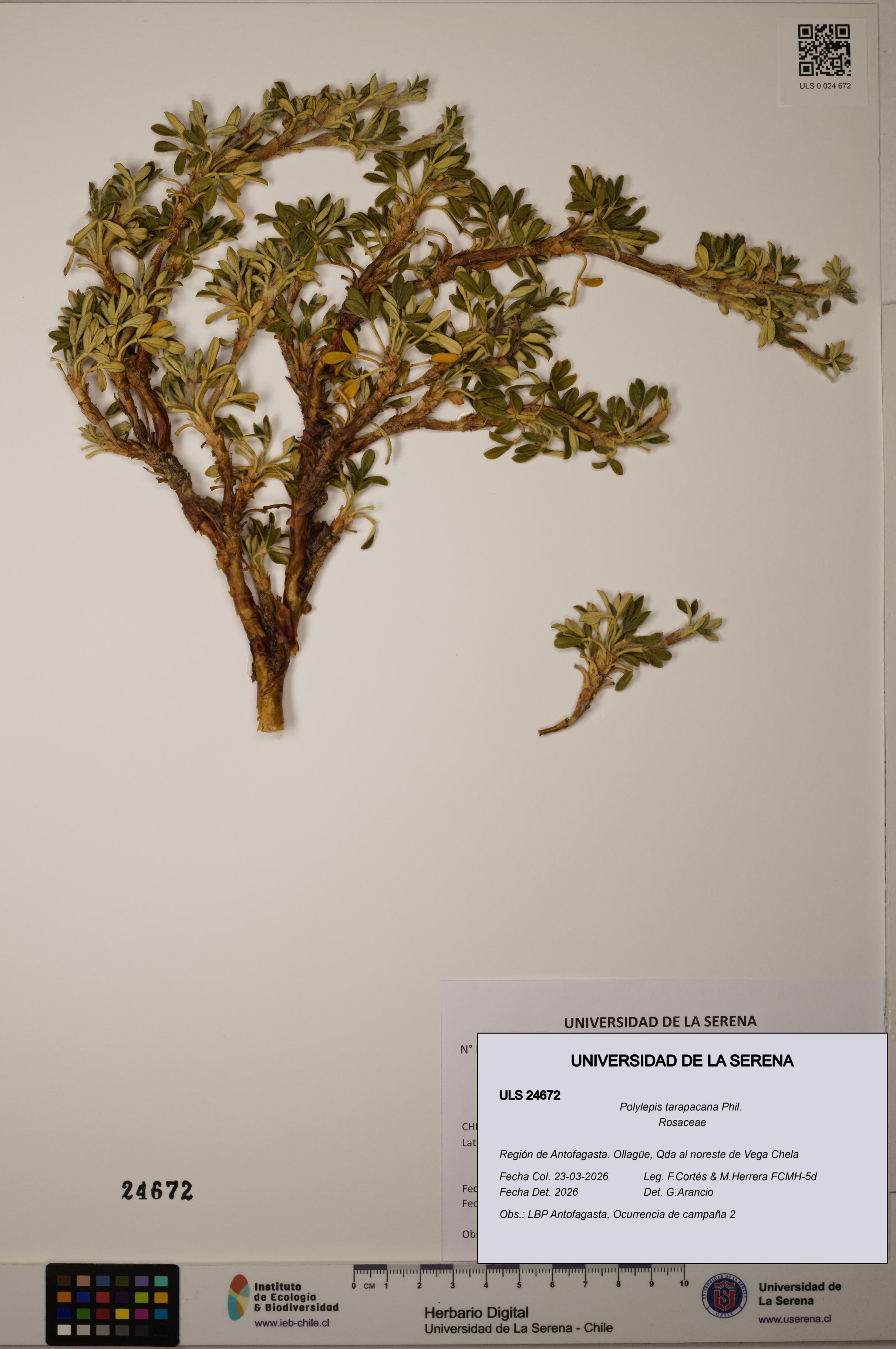 Polylepis tarapacana [Espécimen: ]