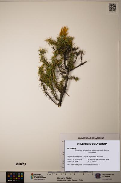 Chuquiraga spinosa [Espécimen: ]