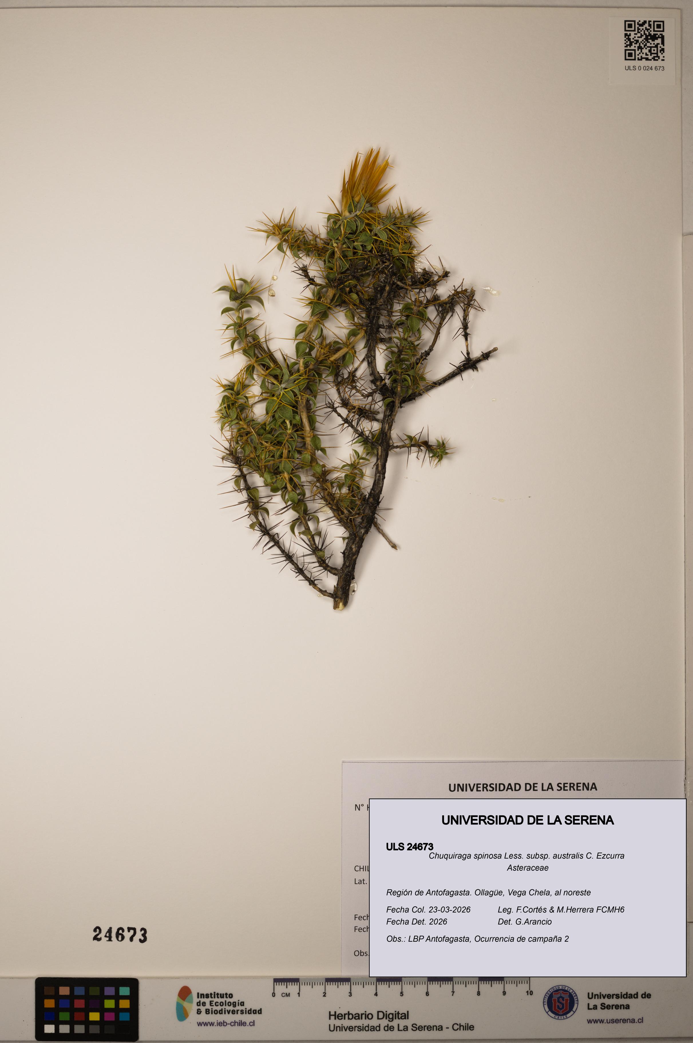 Chuquiraga spinosa [Espécimen: ]