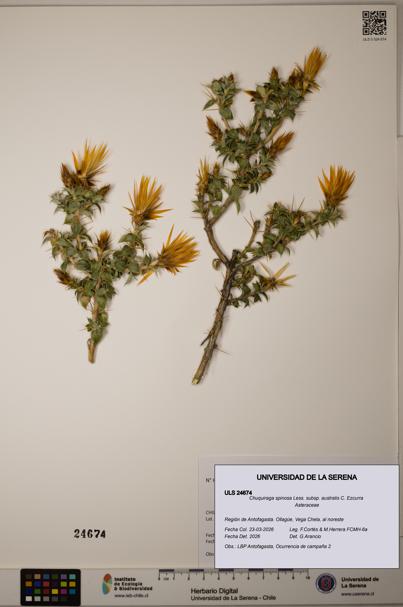 Chuquiraga spinosa [Espécimen: ]