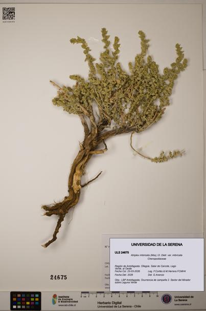Atriplex imbricata [Espécimen: ]