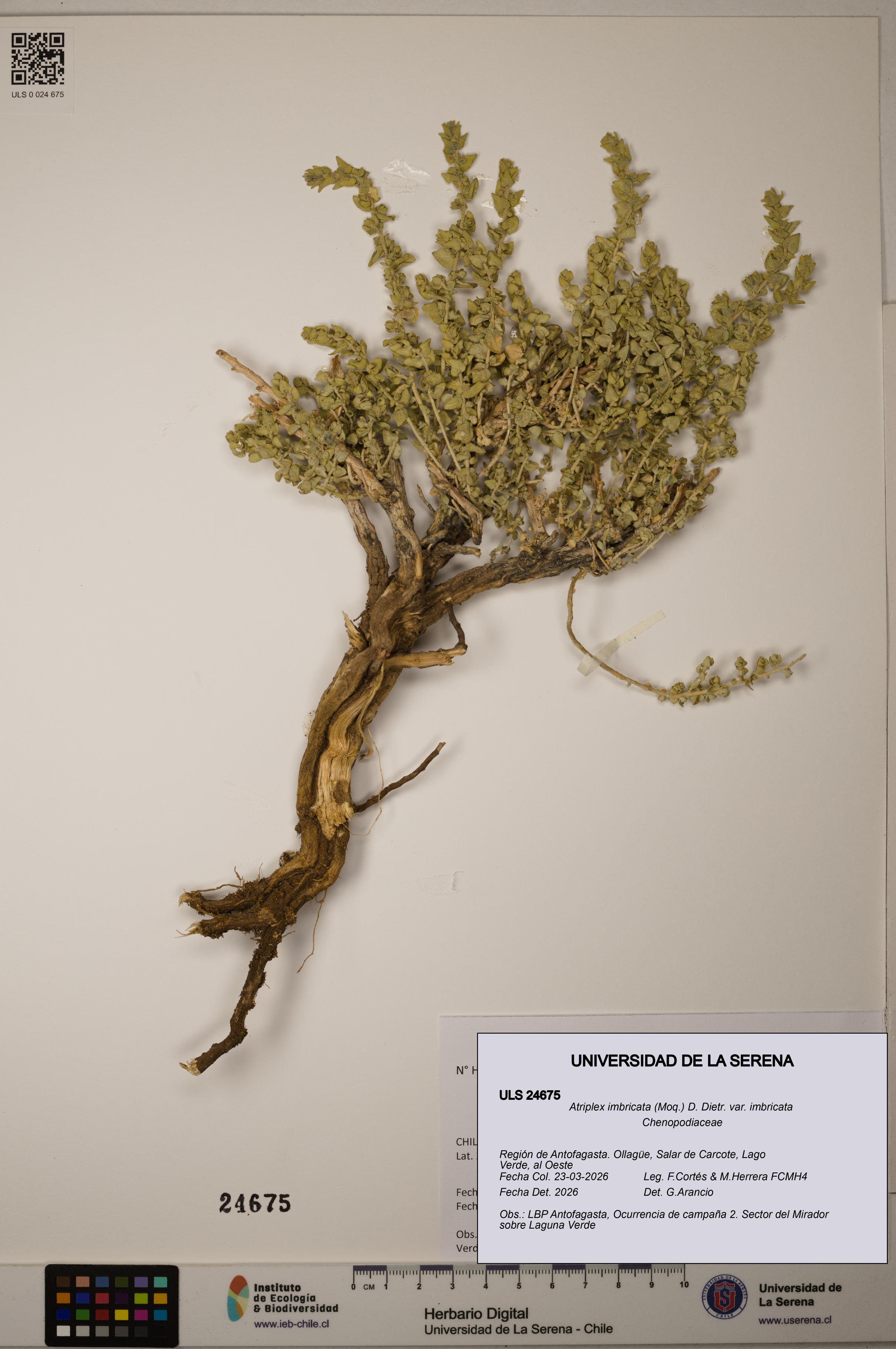 Atriplex imbricata [Espécimen: ]