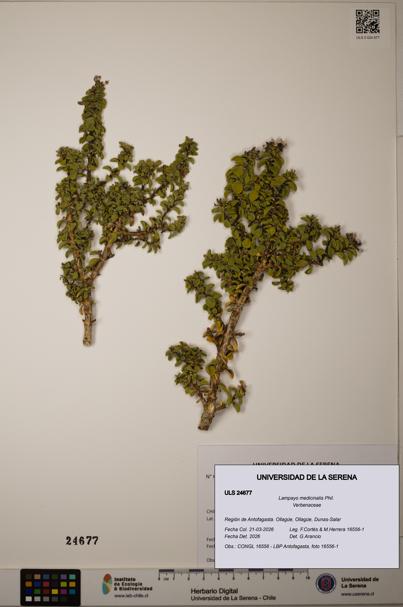 Lampayo medicinalis [Espécimen: ]