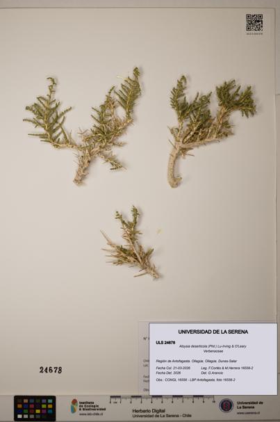 Aloysia deserticola [Espécimen: ]