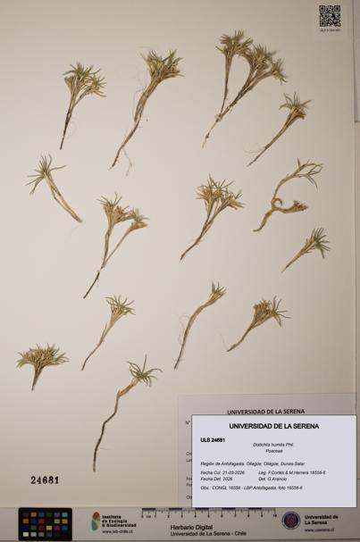Distichlis humilis [Espécimen: ]