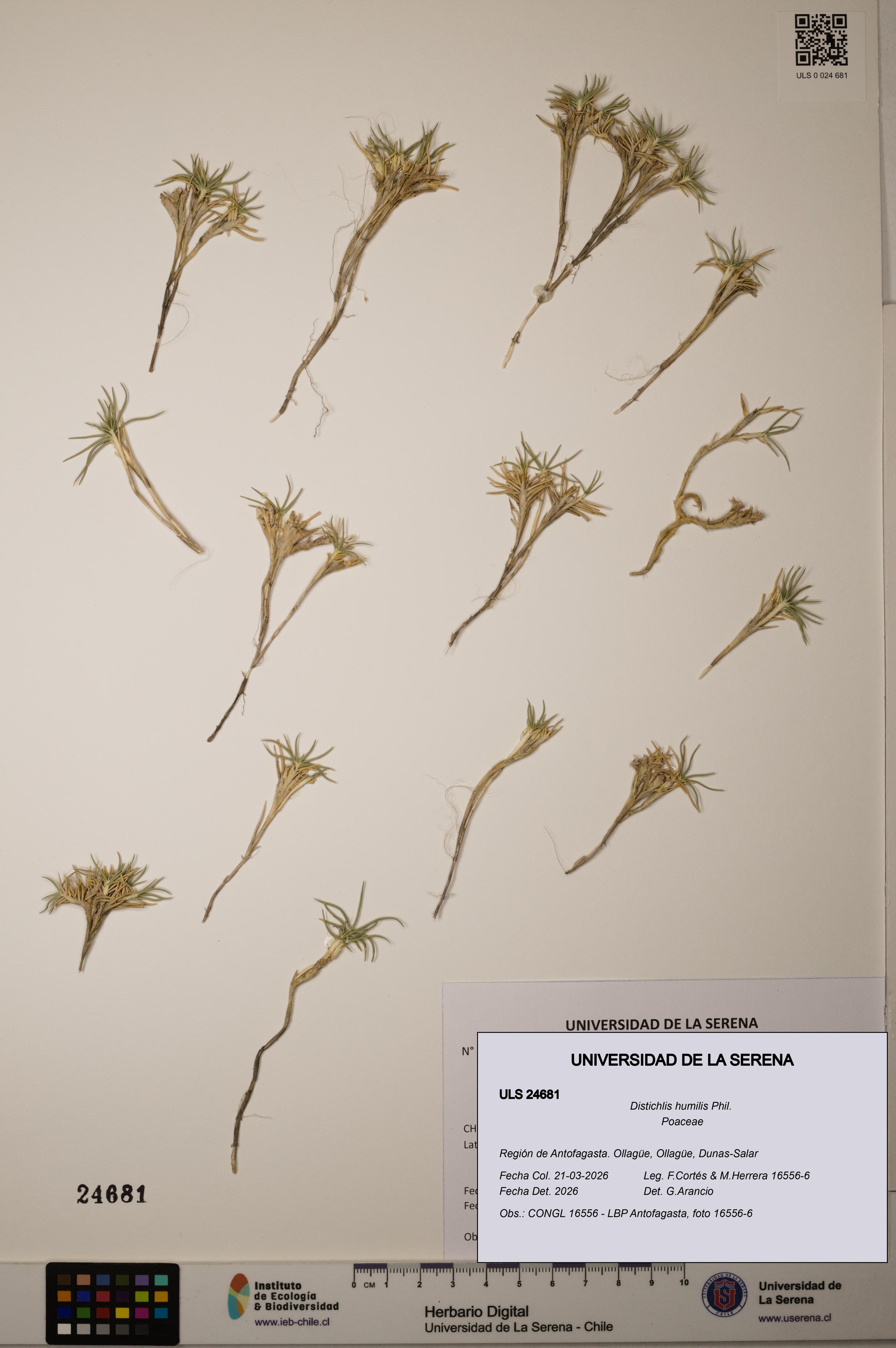 Distichlis humilis [Espécimen: ]