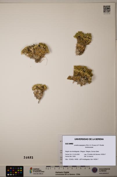 Junellia pappigera [Espécimen: ]