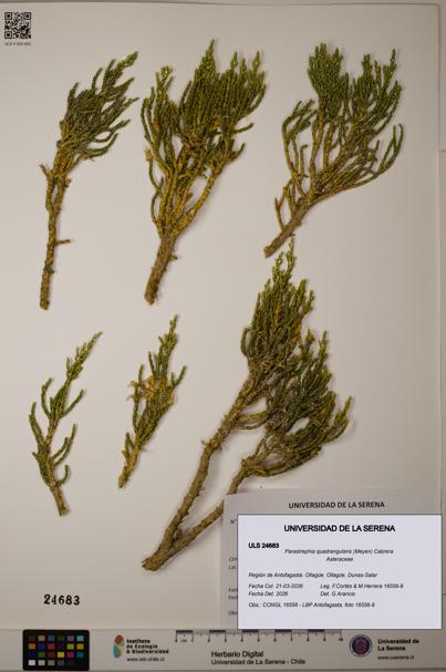 Parastrephia quadrangularis [Espécimen: ]