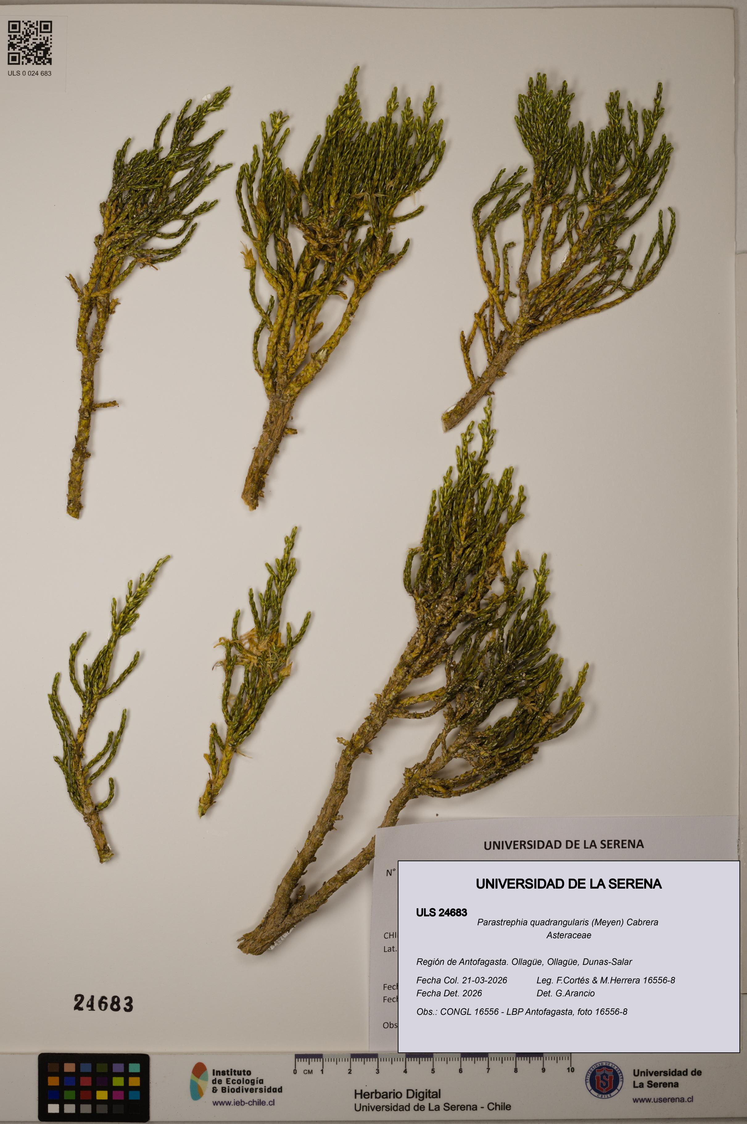 Parastrephia quadrangularis [Espécimen: ]