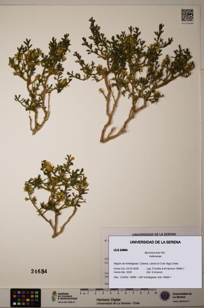 Baccharis tola [Espécimen: ]