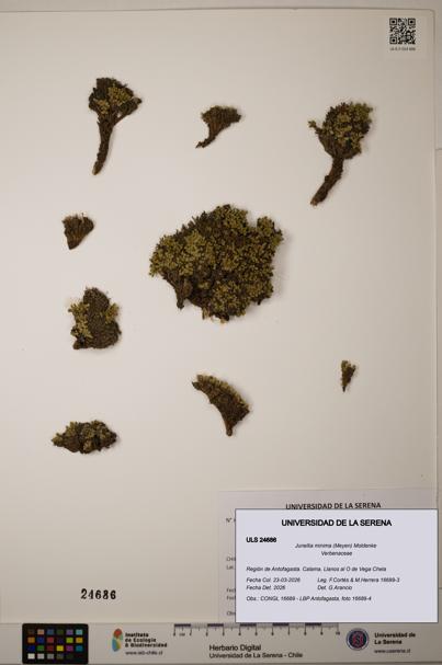 Junellia minima [Espécimen: ]