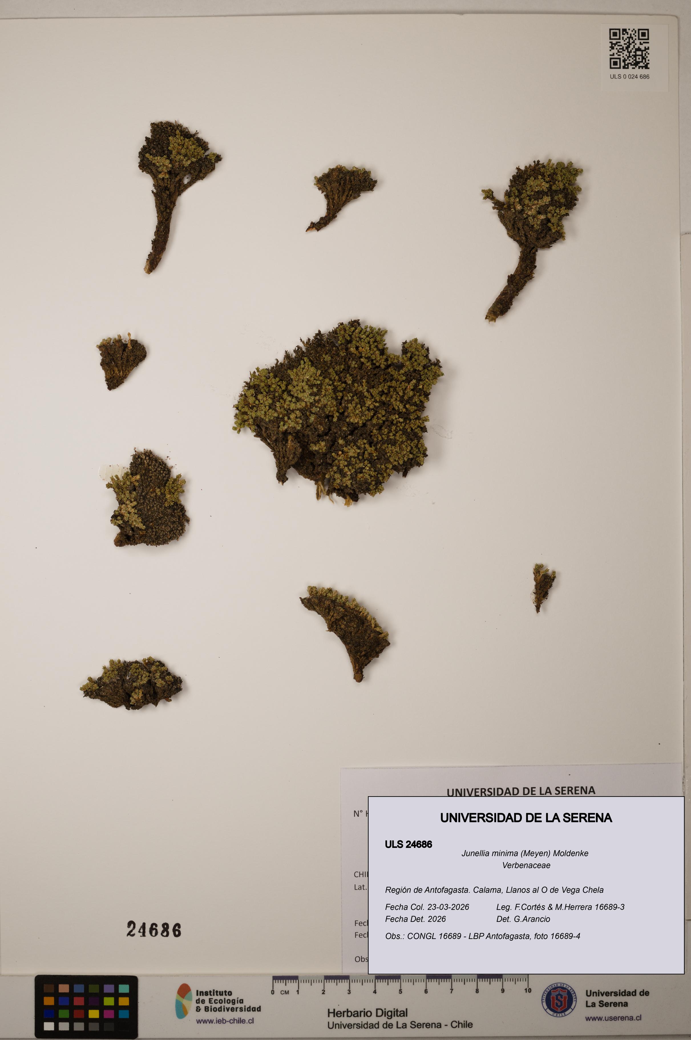 Junellia minima [Espécimen: ]