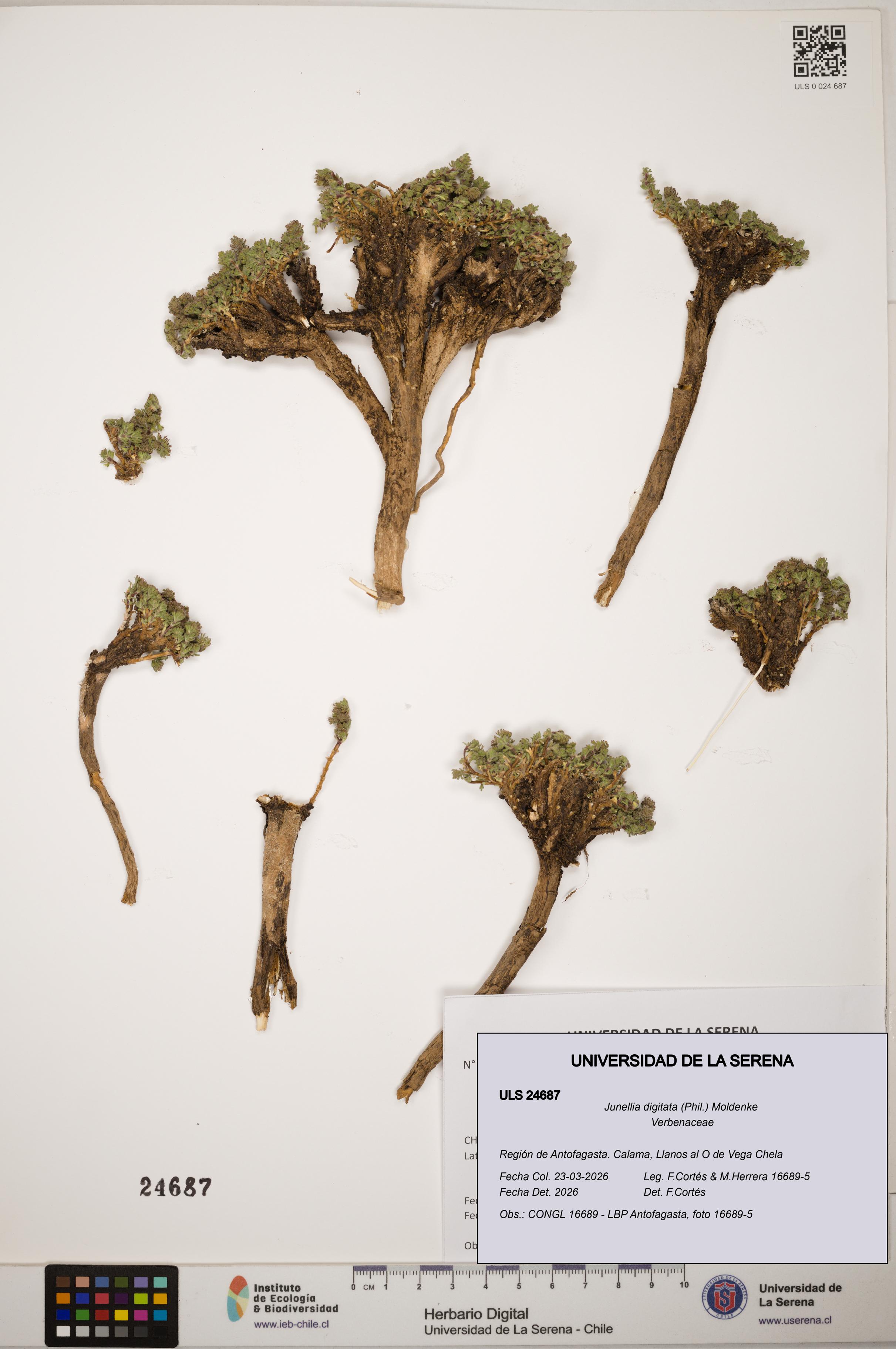 Junellia digitata [Espécimen: ]