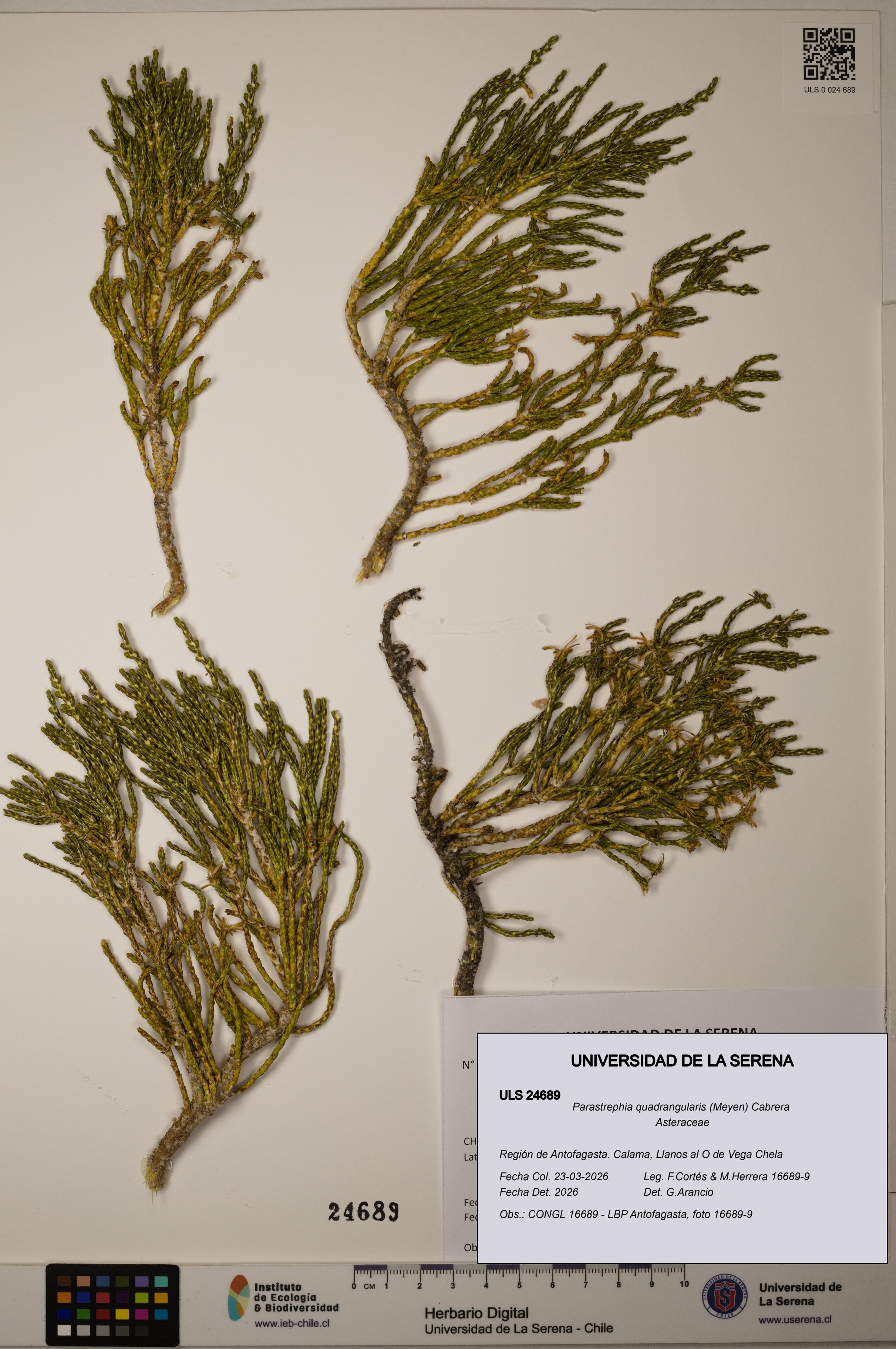 Parastrephia quadrangularis [Espécimen: ]