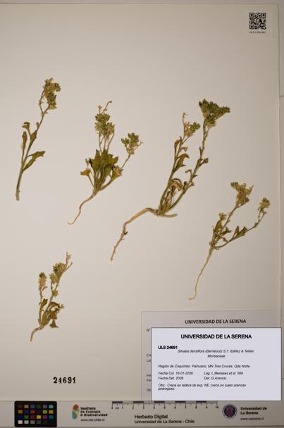 Silvaea densiflora [Espécimen: ULS:ULS:0024691]