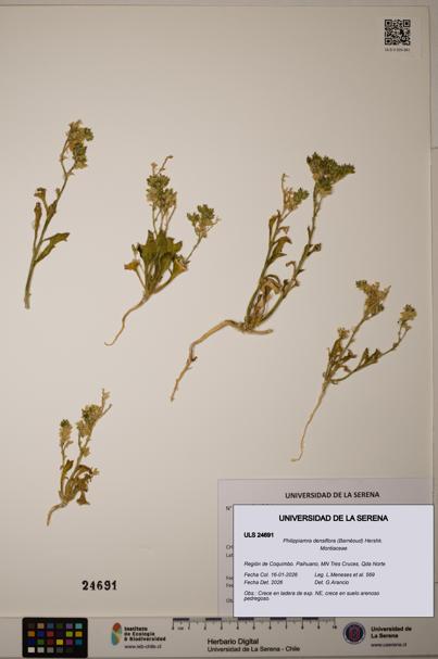 Philippiamra densiflora [Espécimen: ]