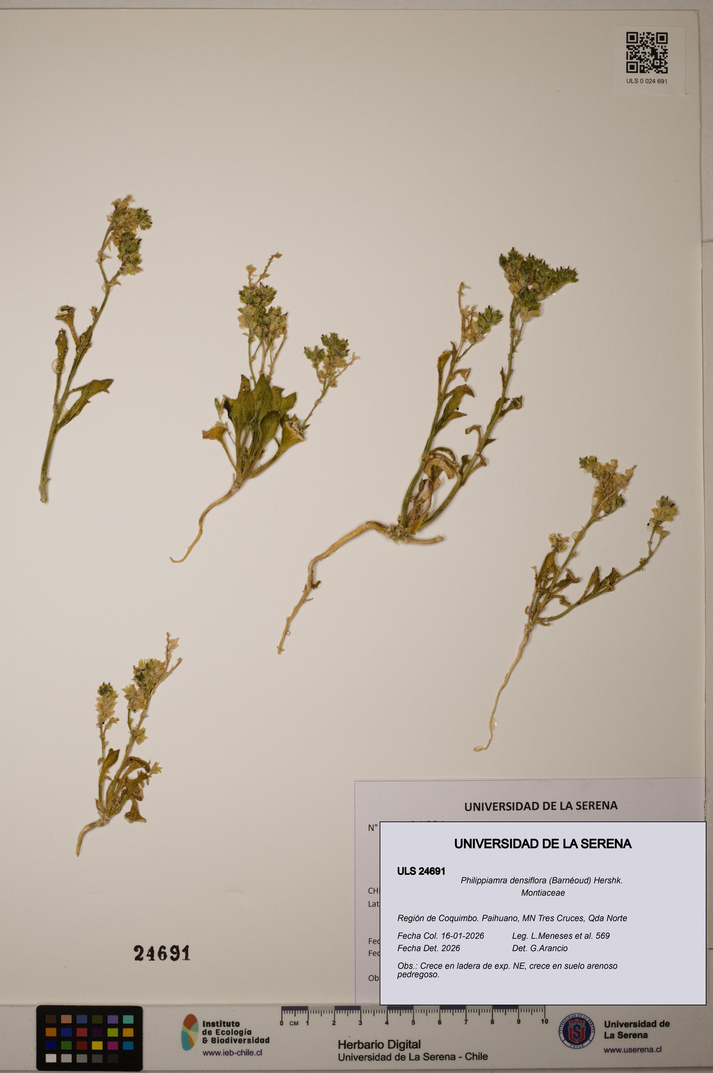 Philippiamra densiflora [Espécimen: ]