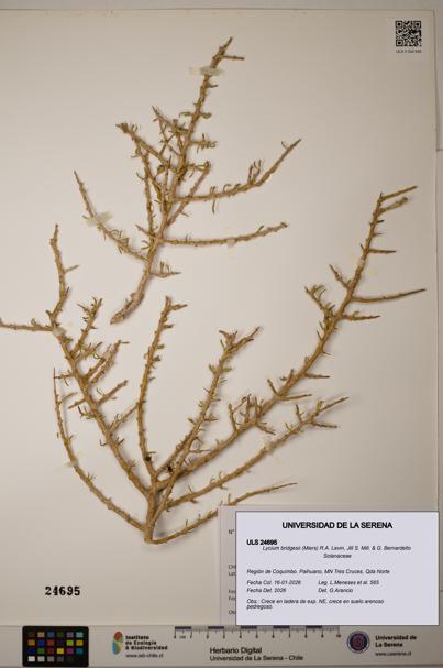 Lycium bridgesii [Espécimen: ]