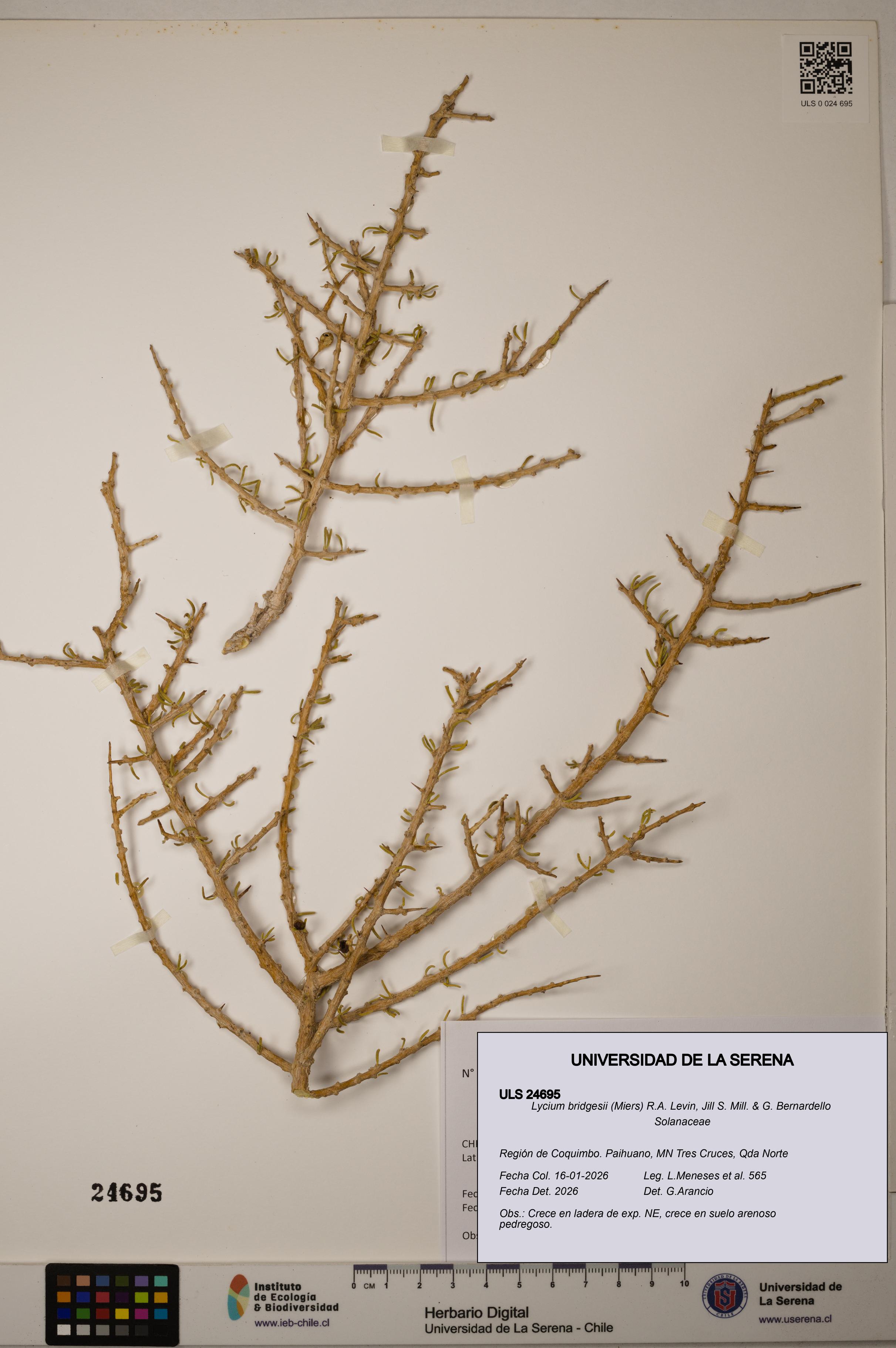 Lycium bridgesii [Espécimen: ]