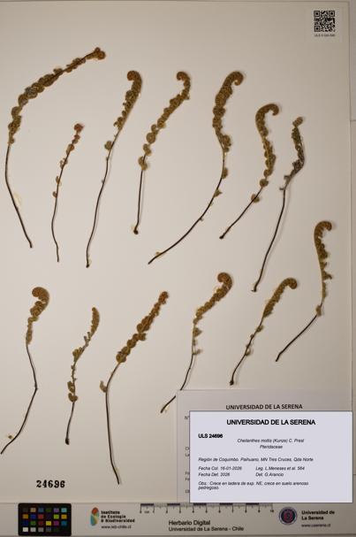 Cheilanthes mollis [Espécimen: ]
