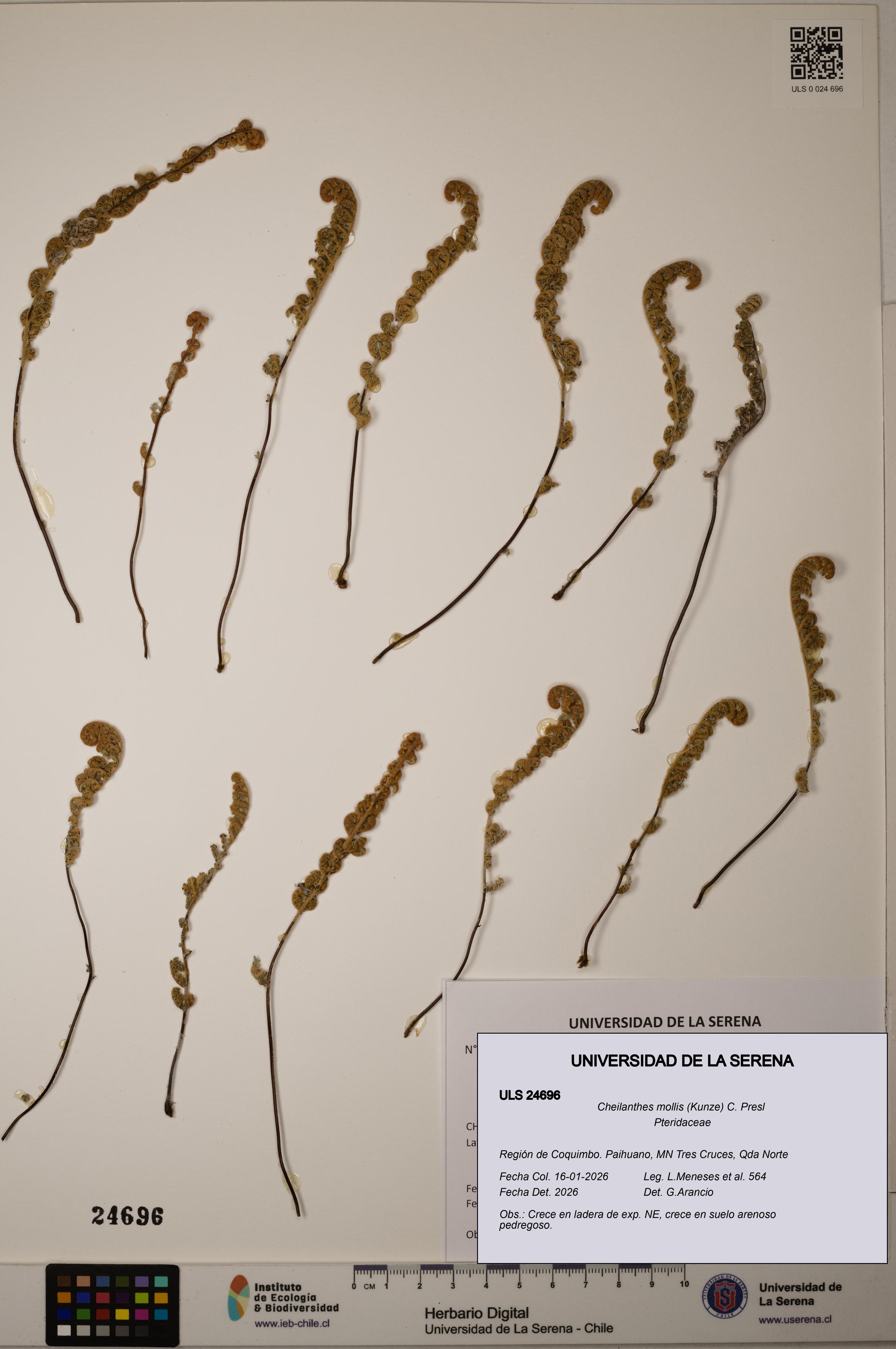 Cheilanthes mollis [Espécimen: ]