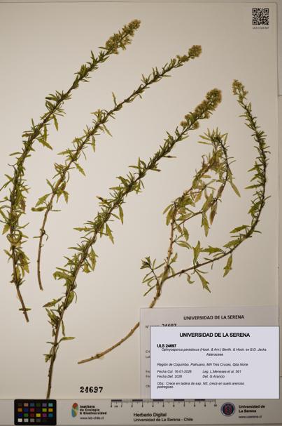 Ophryosporus paradoxus [Espécimen: ]