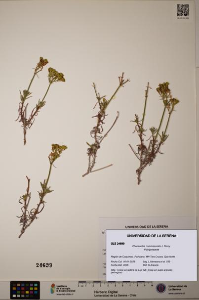 Chorizanthe commissuralis [Espécimen: ]