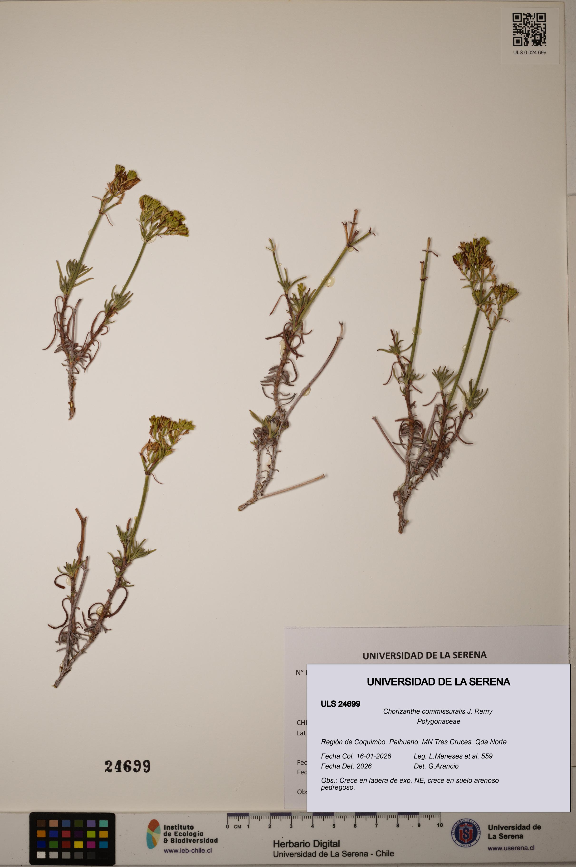 Chorizanthe commissuralis [Espécimen: ]