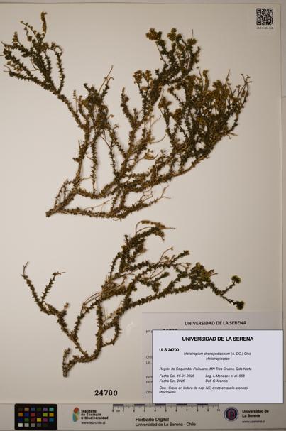 Heliotropium chenopodiaceum [Espécimen: ]