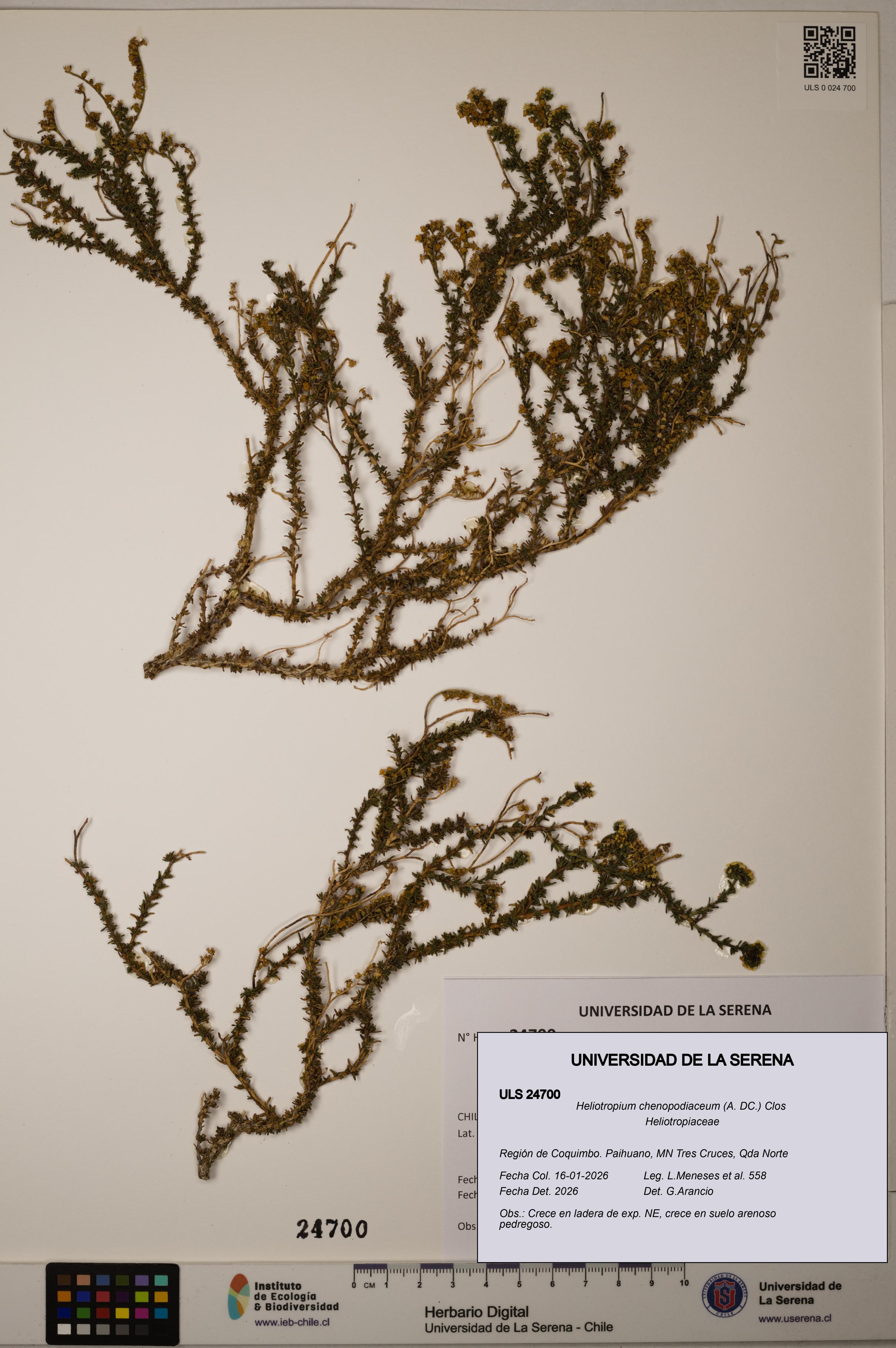 Heliotropium chenopodiaceum [Espécimen: ]