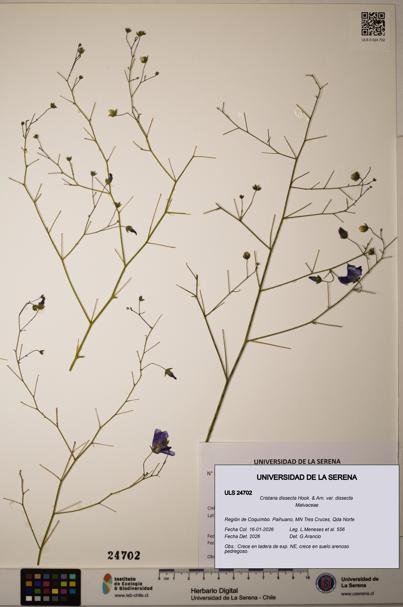 Cristaria dissecta [Espécimen: ]