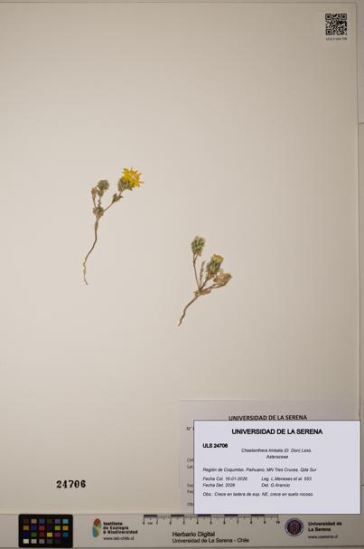 Chaetanthera limbata [Espécimen: ]