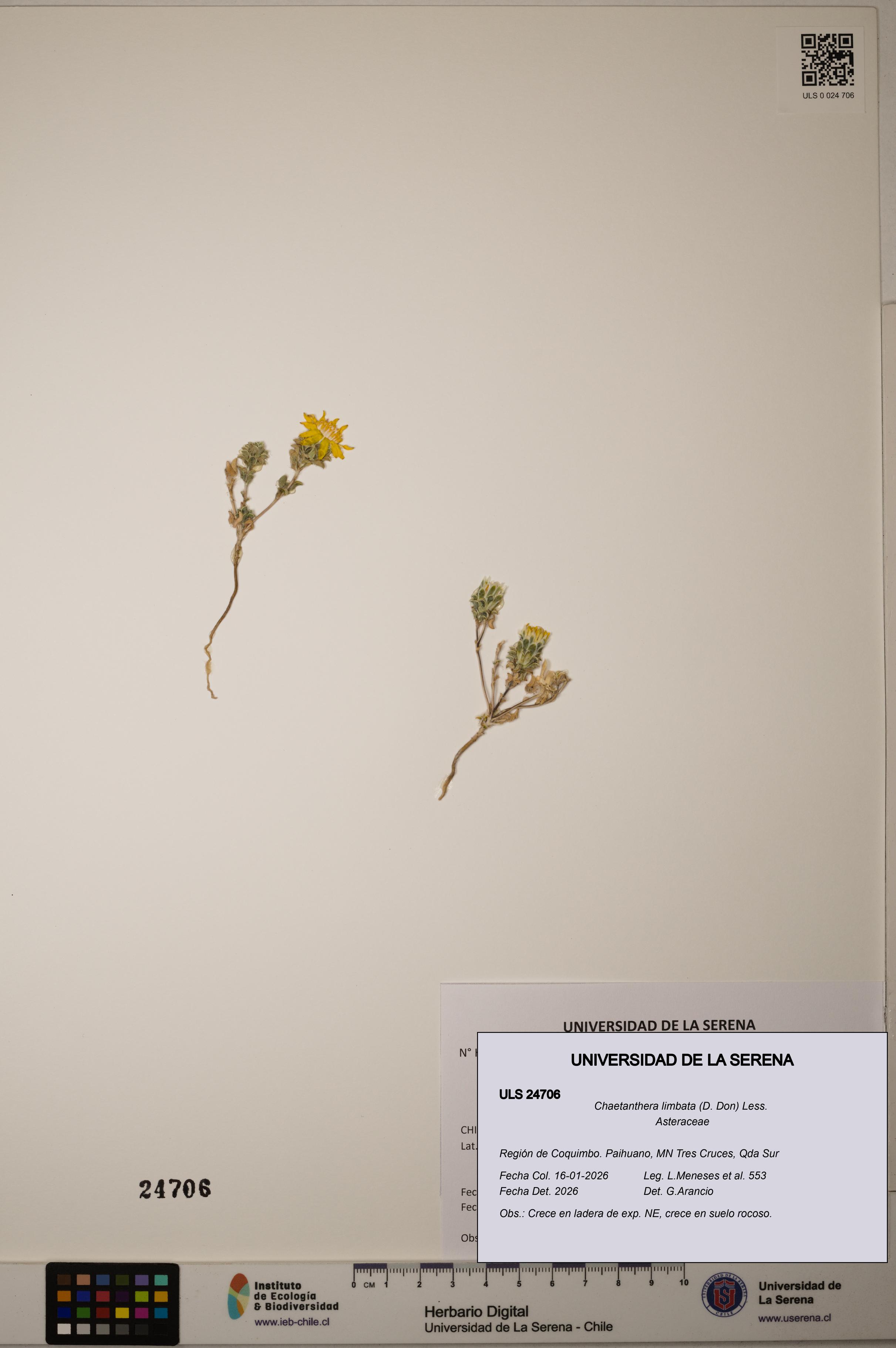 Chaetanthera limbata [Espécimen: ]
