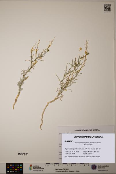 Schizopetalon rupestre [Espécimen: ]