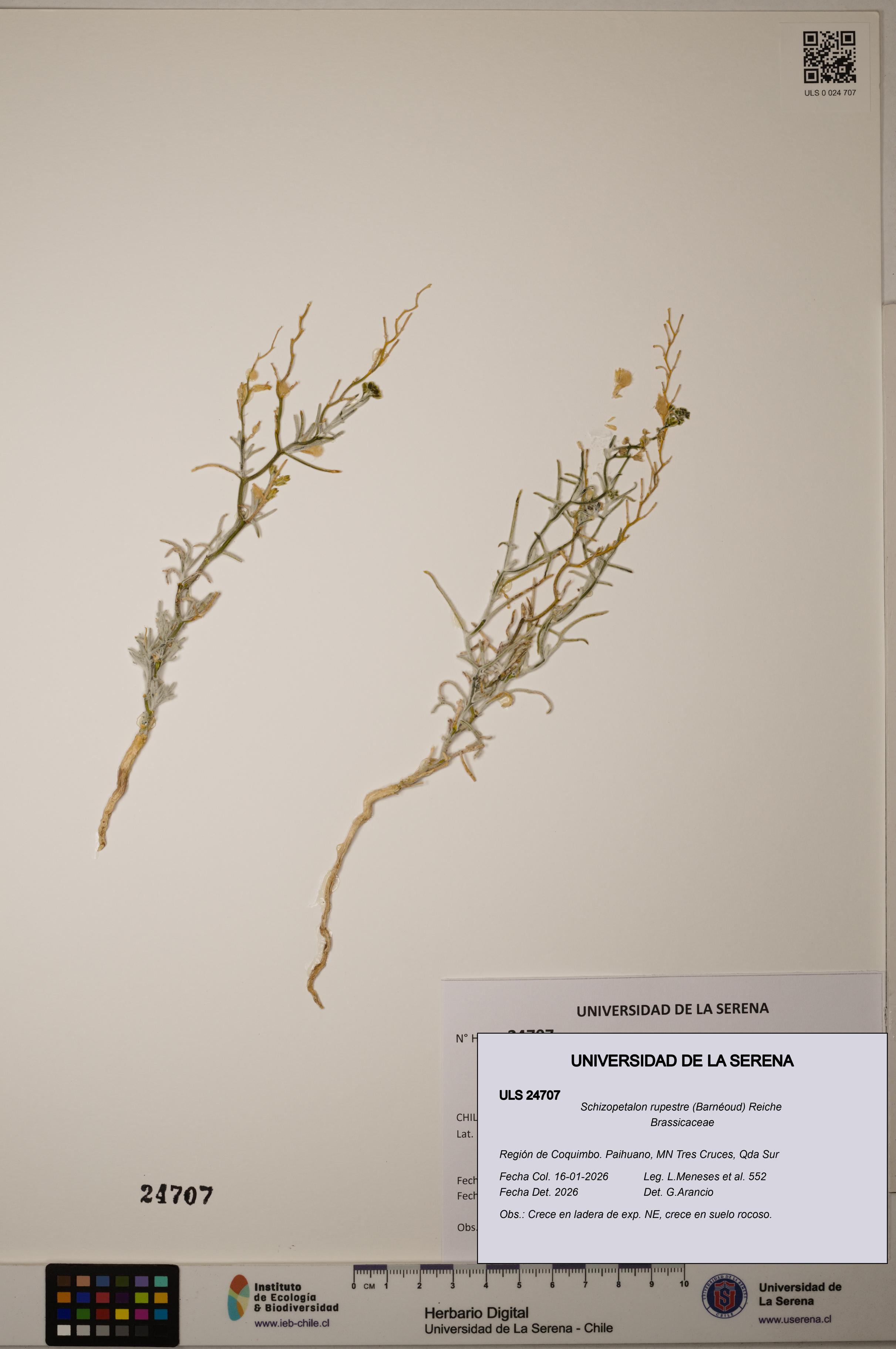 Schizopetalon rupestre [Espécimen: ]