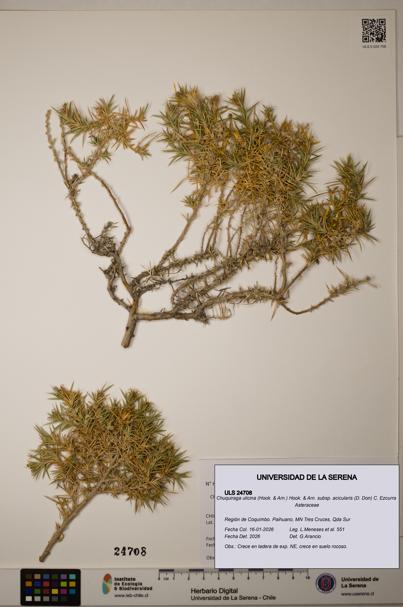 Chuquiraga ulicina [Espécimen: ]