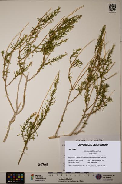 Baccharis glutinosa [Espécimen: ]